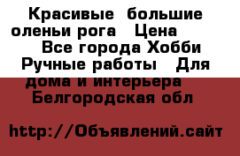 Красивые  большие оленьи рога › Цена ­ 3 000 - Все города Хобби. Ручные работы » Для дома и интерьера   . Белгородская обл.